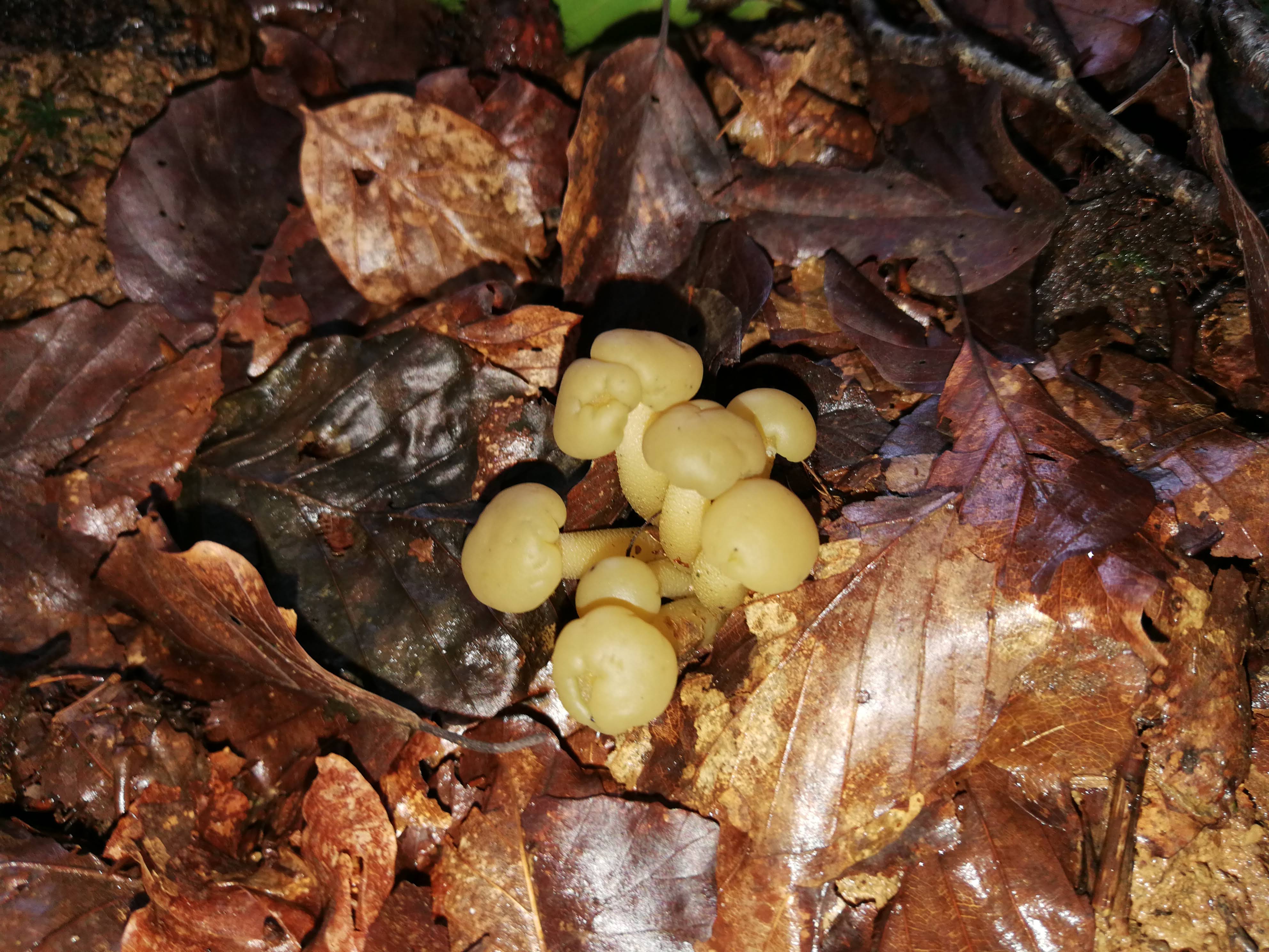 Grüngelbes Gallertkäppchen - Blick von oben. Die kleinen Fruchtkörper sind gallerartig und wirken etwas knorpelig. 